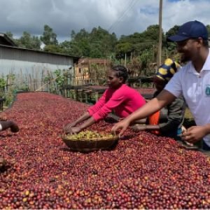 employees working at farm
