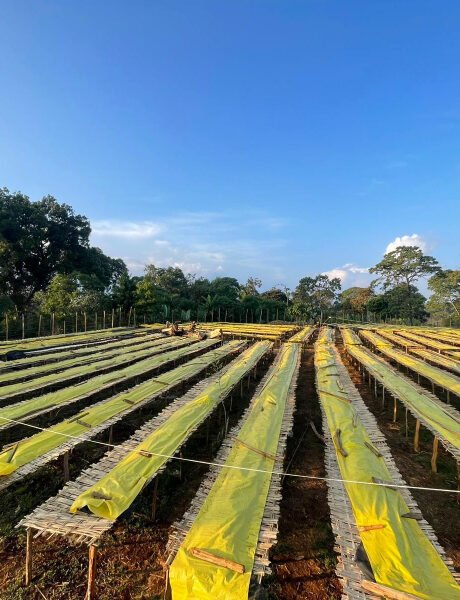 coffee beds at mira farm