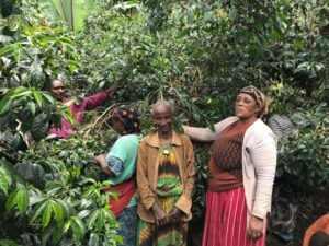 women at coffee farms