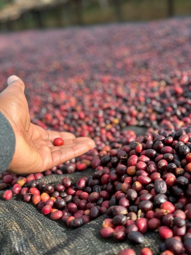 fresh coffee holding by hand