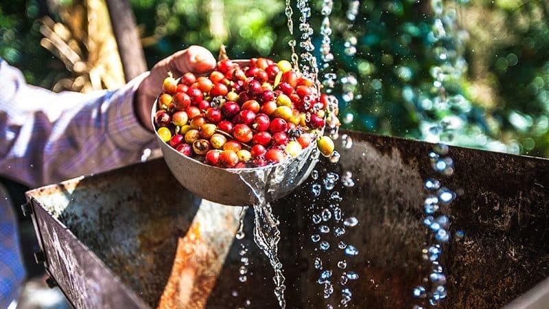 washing coffee