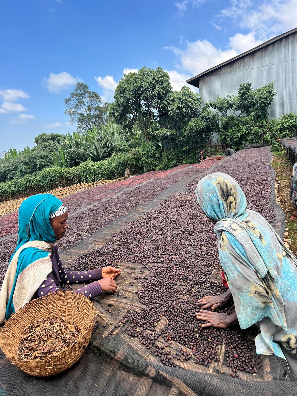 coffee drying session