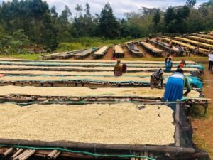 dried coffee on coffee bed